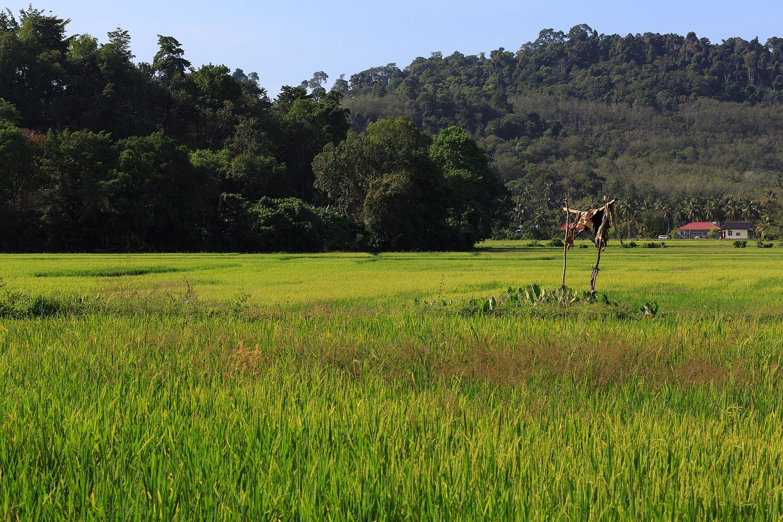 Reisfeld auf Langkawi